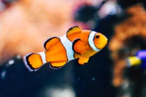 凯恩德甲联赛,一场充满希望的乙级联赛凯恩德甲联赛